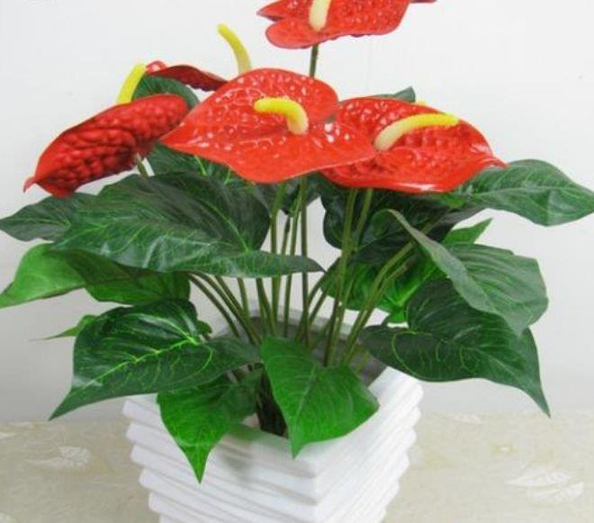 四种花常年开花易爆盆,被称为花卉界的劳模,一开就是100天!