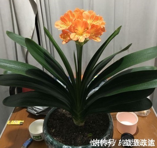 根系|君子兰僵苗、黄叶怎么办1个方法一次性解决，到了花期准时开花