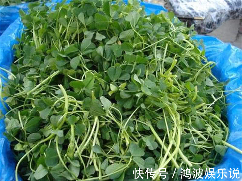 叶子|中国最好吃的6种极品野菜，你若是全吃过，请收下我的“膝盖”