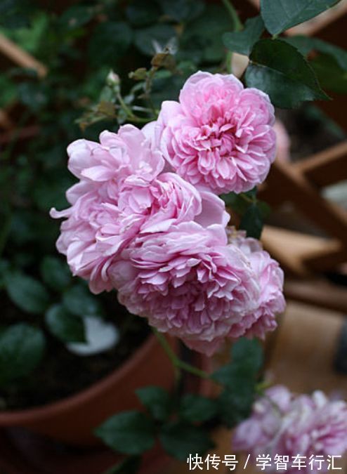 喜欢牡丹,不如养“高档玫瑰”修女伊丽莎白,色彩粉红,极为养眼