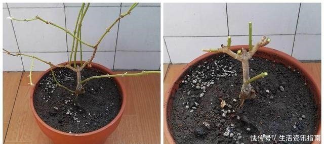 茉莉修剪小技巧，学会这3招，新芽冒不停！