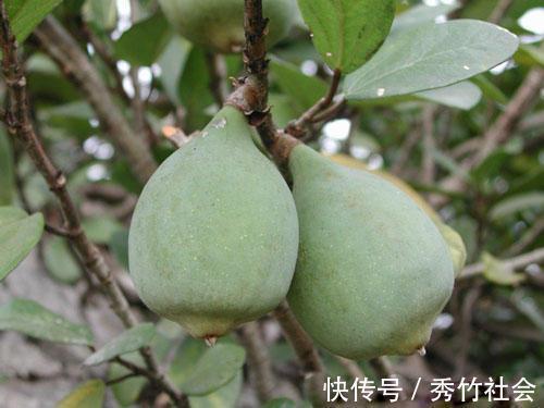 长在树上的“天然果冻”,山里小孩最爱吃,有谁认识吗