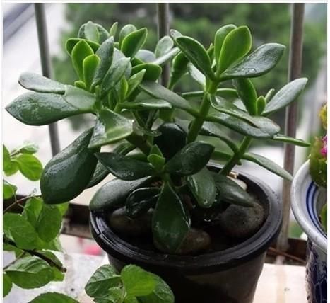 玉树用什么肥最好？