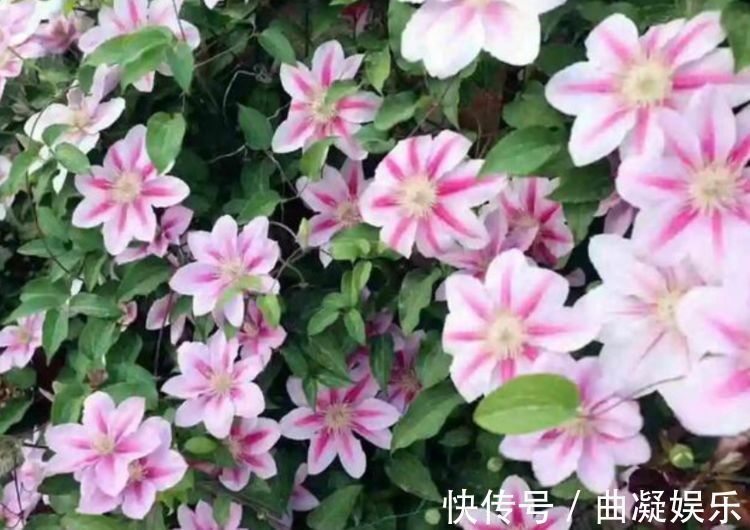 爆盆|家养这些植物，阳台开出花海，丢盆里不用管都照样开花爆盆!