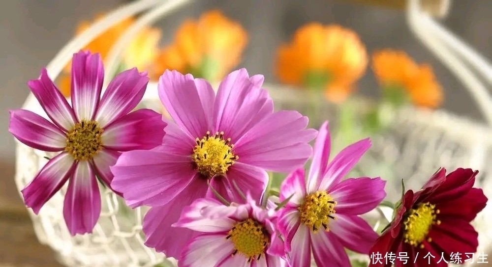 阿姨|62岁阿姨坦言:晚年健康长寿的法宝,并非其他,而是独处