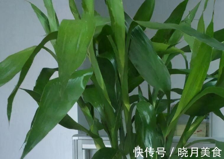 立冬后逛花市,3种花随便买,拿回家好养活,特别上档次