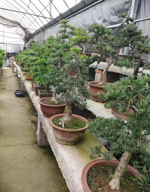 盆景新手有哪些入门技巧？