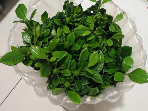  叶栀子|栀子花放阳台，做好这三点，就静等栀子花开放了