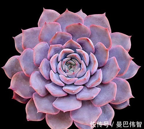 白粉|10款紫色系多肉,每一款都浪漫好养,养一盆“紫气东来”!