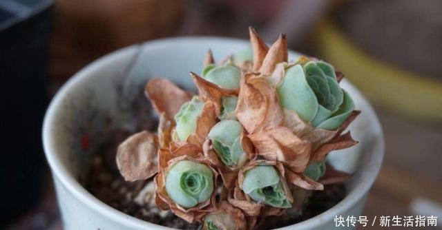 多肉植物枯叶一般是3个原因,第1个清理有惊喜,另外要注意3点!
