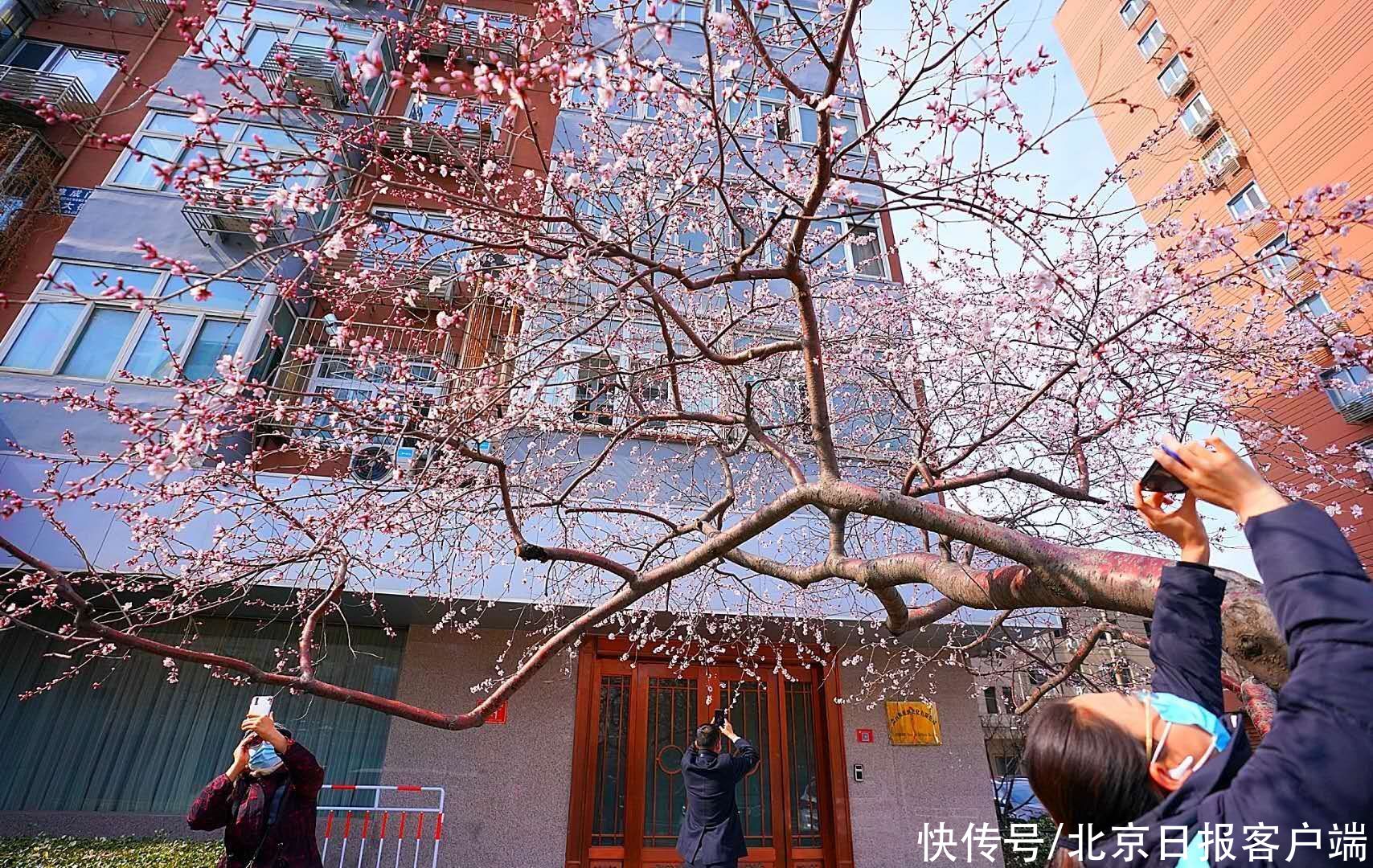 中薪|北京：雨后却斜阳，山桃向春光，市民纷纷驻足拍美景