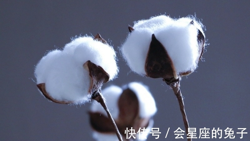 玉鸾&七律·二十四首丨片片白棉连朔漠,团团和气接天山