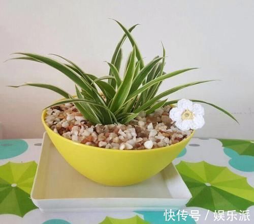 土壤|我用这方法扦插繁殖了几十盆的植物,薄荷、吊兰轻松培育