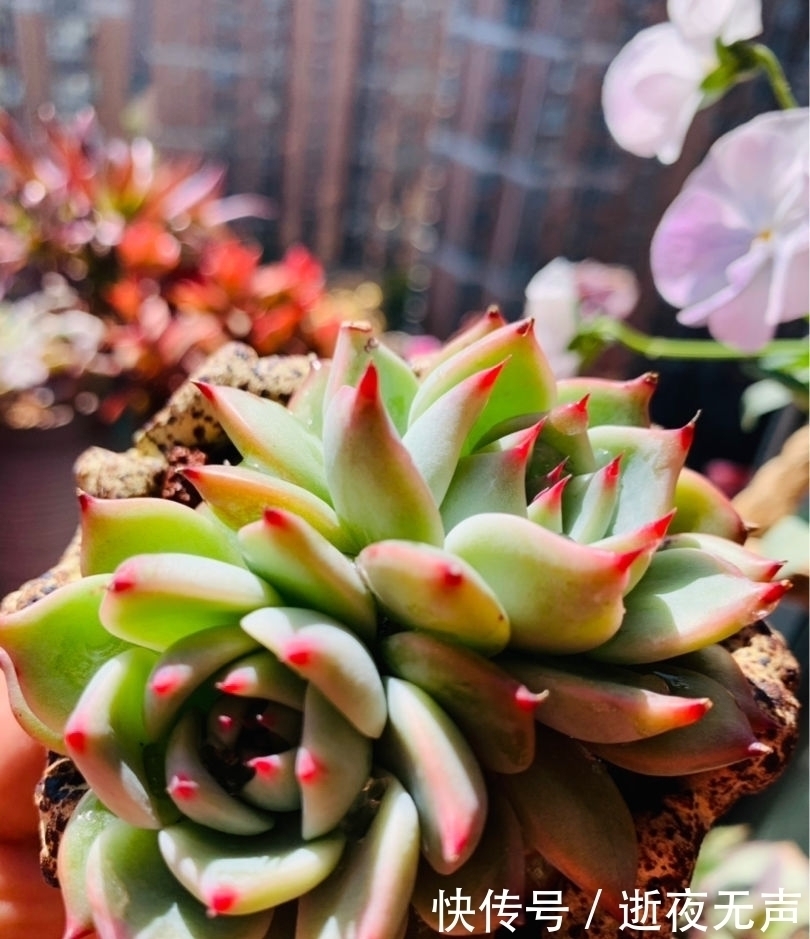 植物|倒春寒来袭,养花5件事不能做,不然花熬不过去全死了