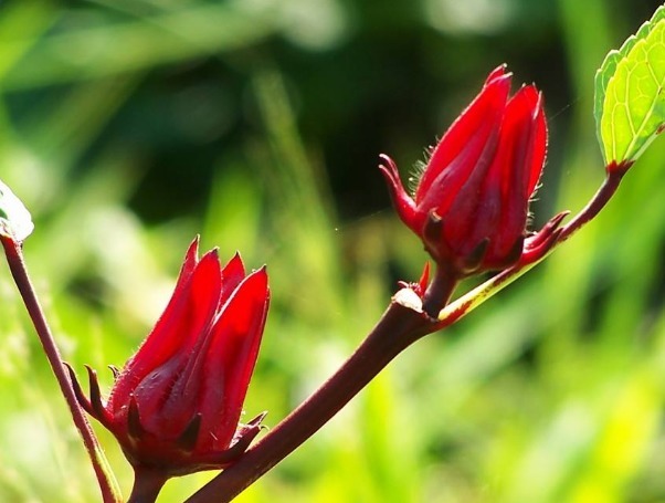 维生素c|女性不想老的快,坚持吃三种食物,活血补血,疏通血管,显年轻