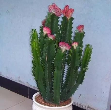 这“3种花”最好扦插,“掰枝条”插土里就能活,花友看了都羡慕