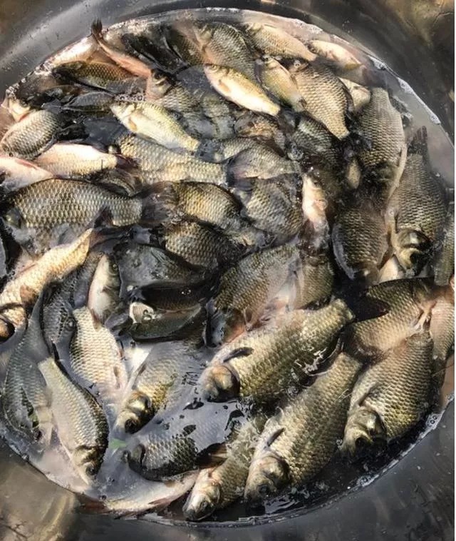 陌生水域总钓不到鱼?教你3个开饵绝招,钓的都是大家伙