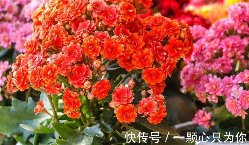 冬季长寿花容易被冻伤,做好这几点养护,花开不断叶片翠绿有光泽