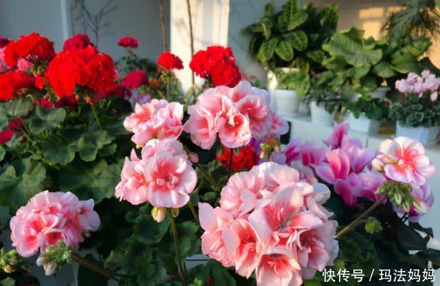 养天竺葵有“三喜三怕”，新手做好了，叶子油绿，花开不断