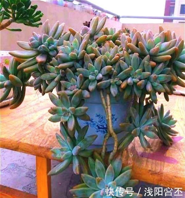 多肉|公认老桩最漂亮的多肉,紫乐未上榜,这3种普货名列前三!