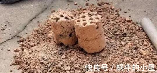 蚂蚁|6种土壤,养花害处大,是黄叶烂根的“罪魁祸首”