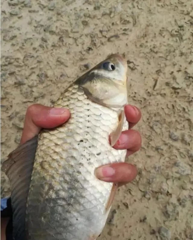 降温后鱼口轻总是没顿口?换个“思路”来调漂,马上就黑漂了!太过瘾