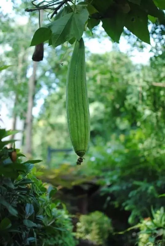 丝瓜藤|丝瓜全身是药，丝瓜19个鲜为人知的功效