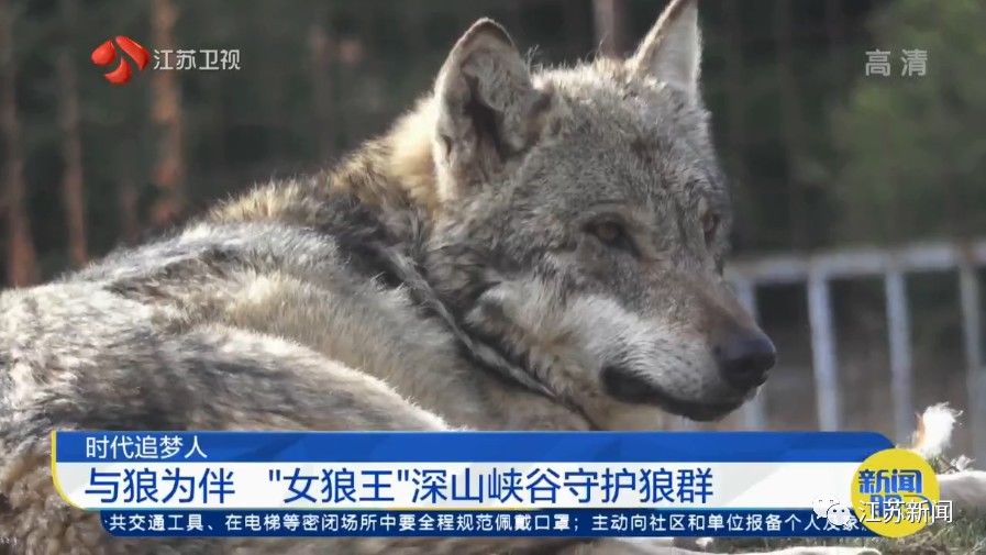 吉木萨尔县|与狼为伴！她是深山峡谷守护狼群的＂女狼王＂