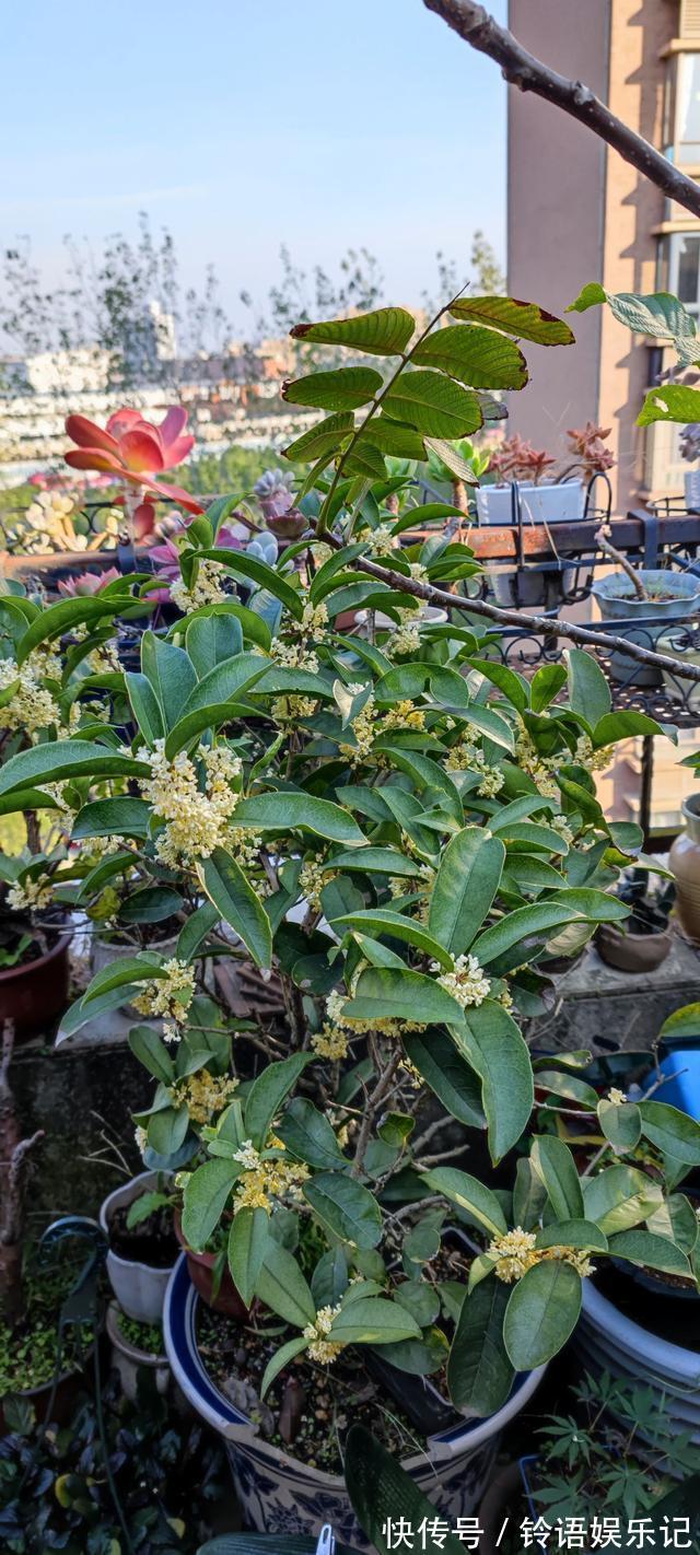 8种“坑人花”,过年谨慎入,没有“高技术”,养一盆枯一盆