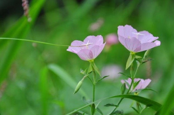 清热解毒|十人九痔，李时珍称赞过的“野花”，连续饮水3天，痔疮会远离你