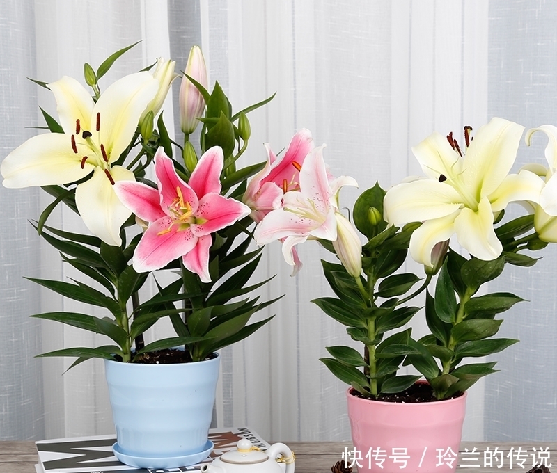 月季养了大半年还不开花?老园丁的1绝招,一年四季花开到爆盆