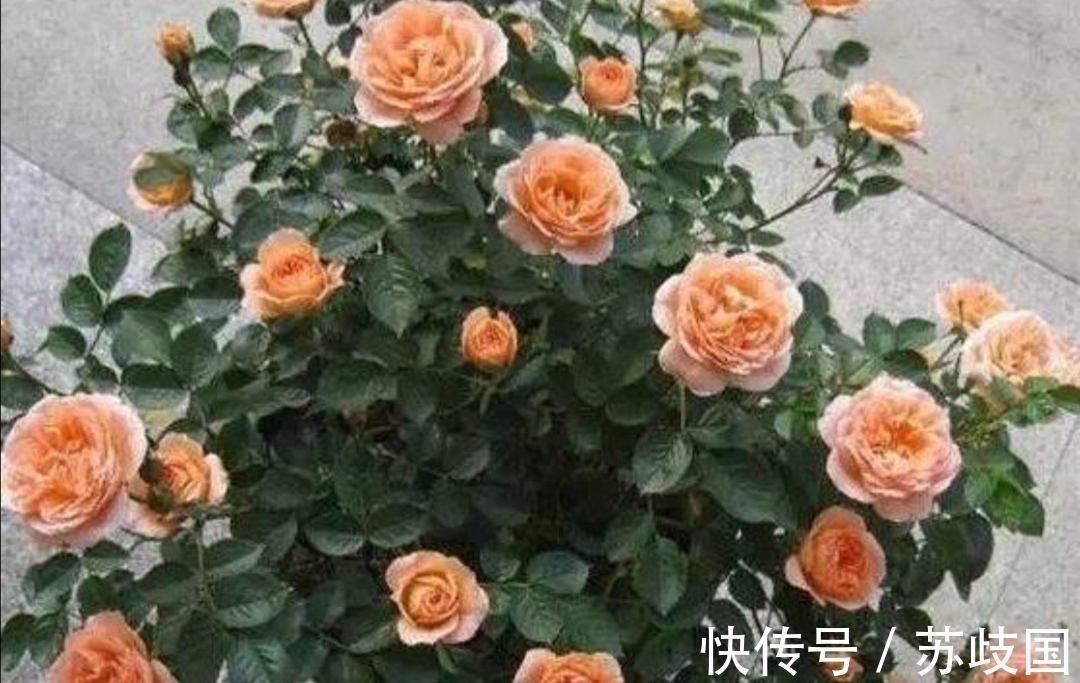 开春给月季做4件事,新芽长得粗壮,还能多开花