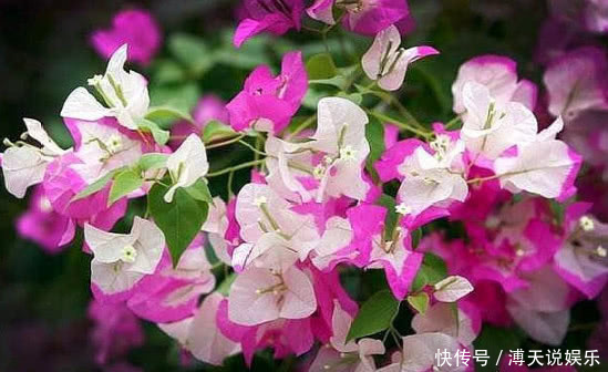 四季|家里就养这“4种花”,漂亮好养又便宜,四季开花不断,满屋飘香
