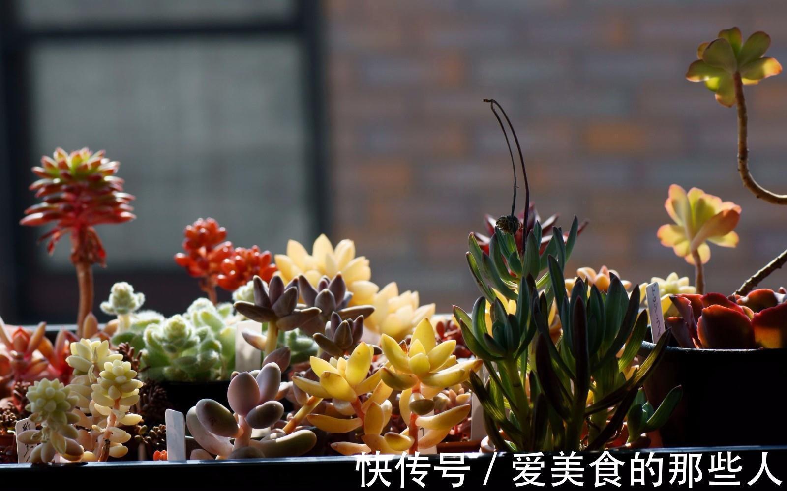 叶插,浇水,渡夏,多肉新手入门问题看这一篇就够了