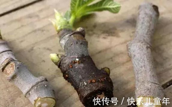 富贵竹|扦插枝条生根慢,教你3招小技巧,生根快根系又粗又壮