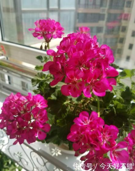 此款红花真喜庆,皮实好养爱开花,一开就是大半年,值得拥有