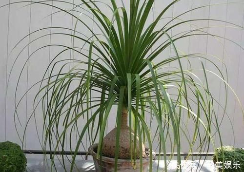 家庭里最适合养4种“大植物”，不仅是“天然造氧机”，还好活！