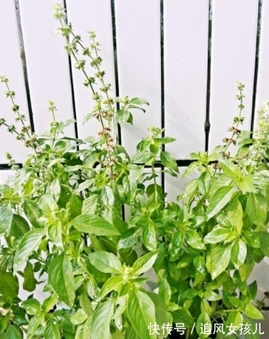 农历9月初6寒露后，养什么花？以下3种花，身体安康万事如意