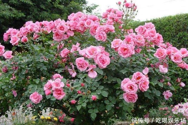 别养牡丹了,此花“我国第一美”,一年花开280天,美的不得了!