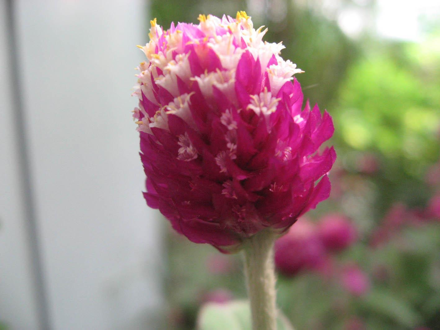 此花艳丽多姿,十分惹人喜爱,适合送给恋人,是忠贞不渝的象征