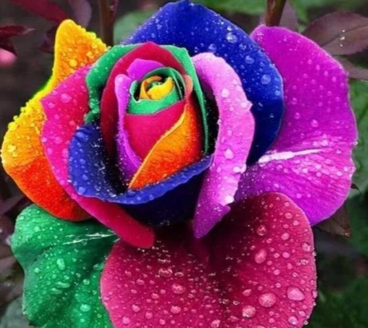 此款花卉便宜又好养,丢到阳台,花朵特别大,特别漂亮