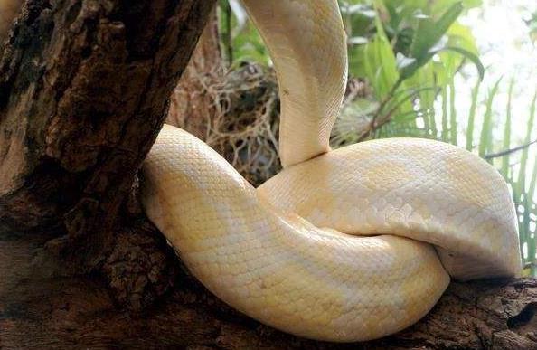 祖坟|崇祯挖李自成祖坟，挖出一个高级货！崇祯看后叹道大明气数尽了