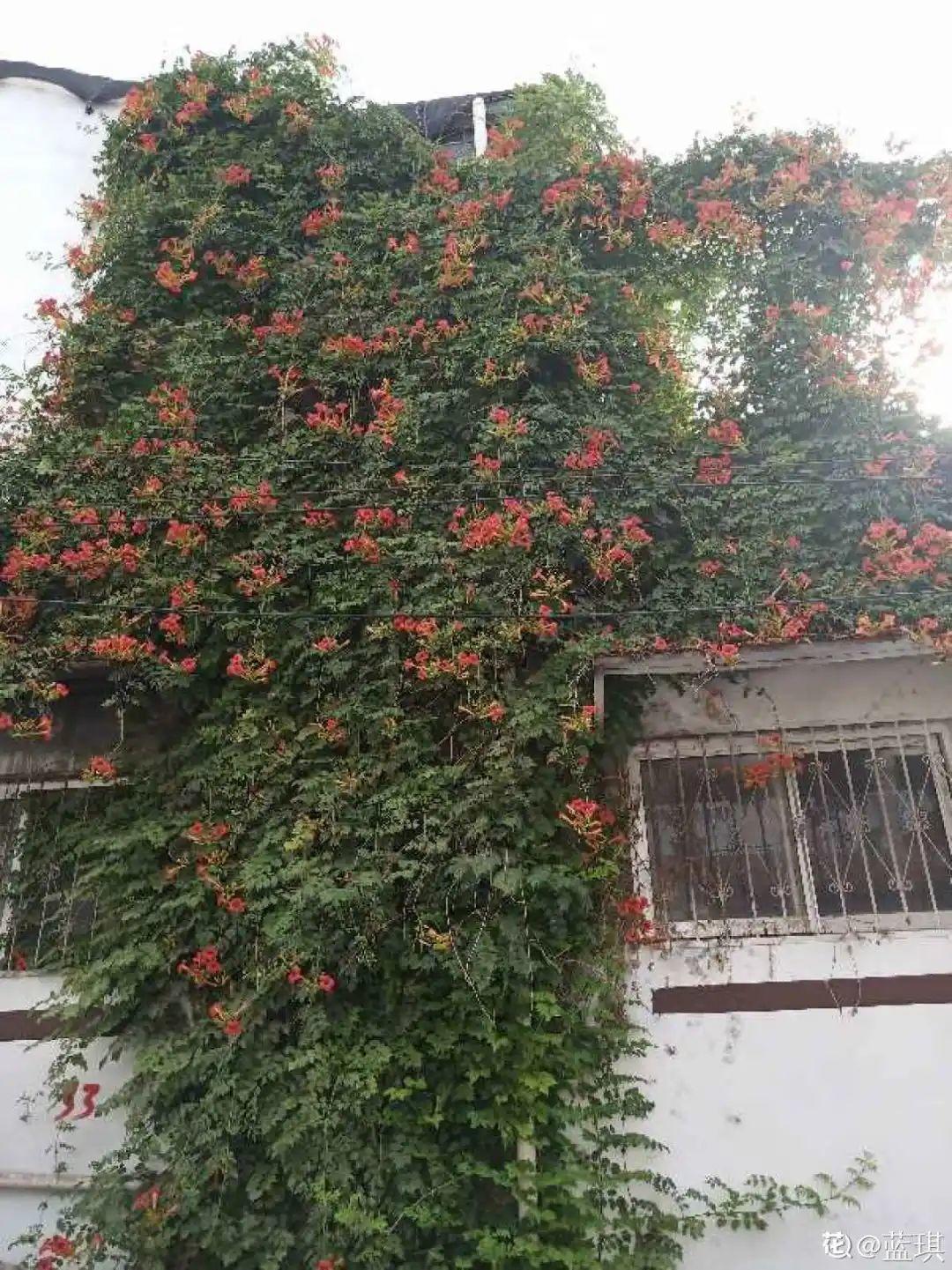 7种花要慎养,房前屋后都爬满,邻居有意见!