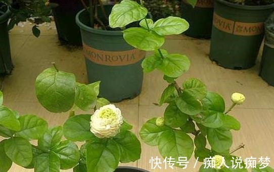 养茉莉花，莫“偷懒”，稍微不注意，僵苗不生长