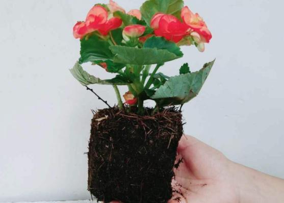 你家丽格海棠不能全年开花关键在于这4点,学会了四季花开不断