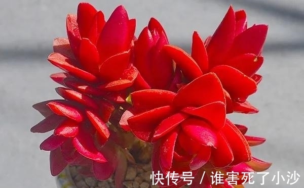 多肉火祭,生长一年却只为绽放一季,特别适宜用来养悬崖桩