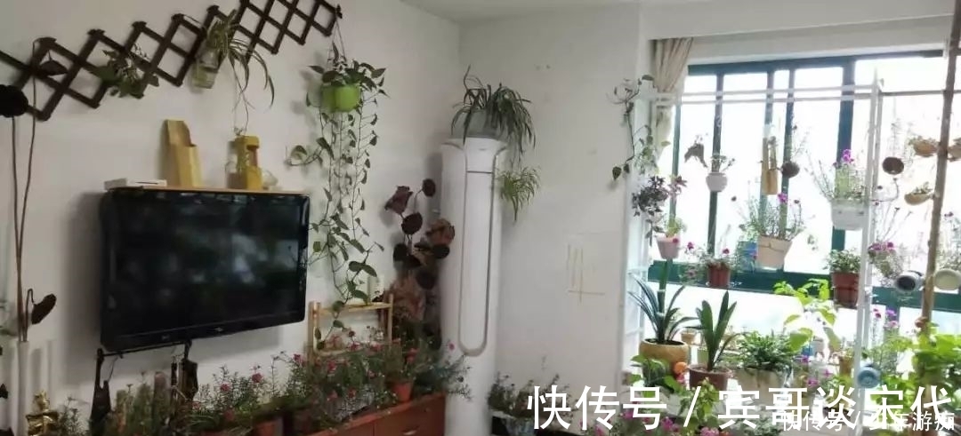 花园|养花技巧：客厅养一堆便宜花，一年四季开不停，没钱也能变花园！