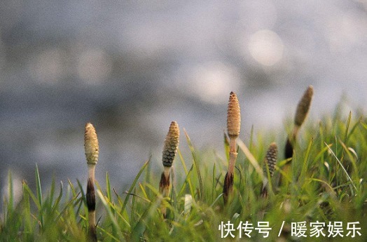 家庭院|可以吸收土里黄金的草,若生长在您家庭院,请珍惜别铲除