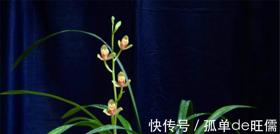 叶片|7月建兰还没开花3个促花技巧要掌握,学会了花朵又多又香