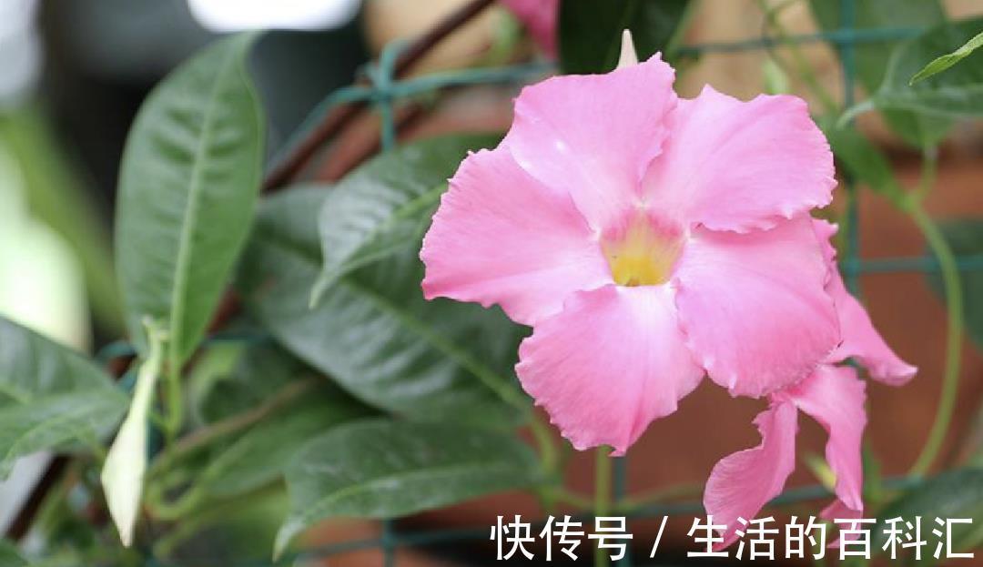 铁线莲|喜欢爬藤花,就养这四种,轻松一养就成花瀑布,香味还浓